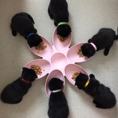 MultiPetBowl – Bol Multifonctionnel Pour Animaux Pratique